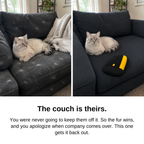The couch is theirs: cat on a couch covered in hair, then on the same couch clean