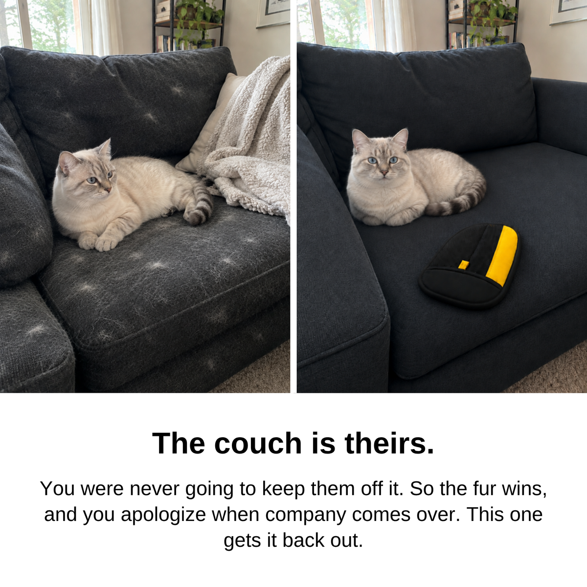 The couch is theirs: cat on a couch covered in hair, then on the same couch clean